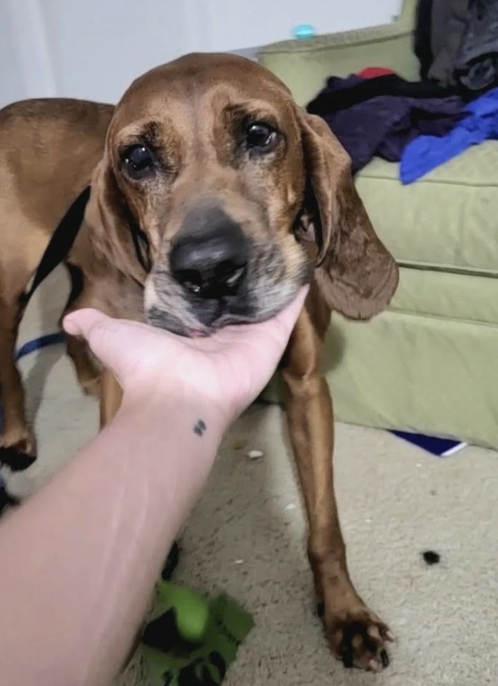 Ralph, an adoptable Redbone Coonhound in Rockville, MD_image-3