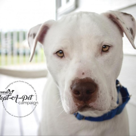 Capone, an adoptable Pit Bull Terrier, Boxer in Granite Falls, MN, 56241 | Photo Image 3