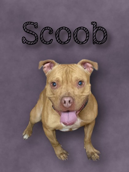 Scoob, an adoptable Terrier, Mixed Breed in Cumberland, MD, 21502 | Photo Image 1