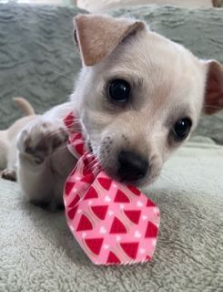 Finnegan