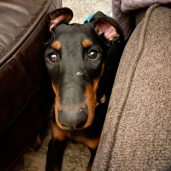 Dasha , an adopted Doberman Pinscher in Rochester, NY_image-5
