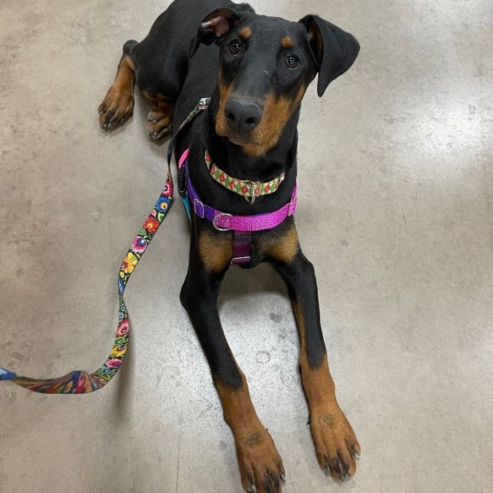Dasha , an adopted Doberman Pinscher in Rochester, NY_image-6