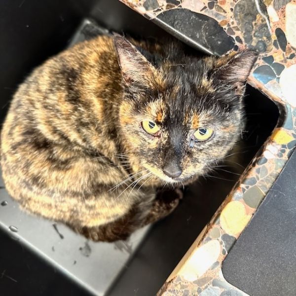 Introducing a new cat to resident cats JerseyCats