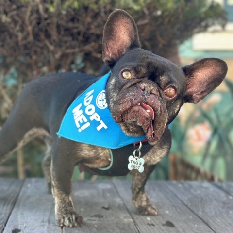 Lovebug, an adoptable French Bulldog in Pacific Grove, CA, 93950 | Photo Image 1