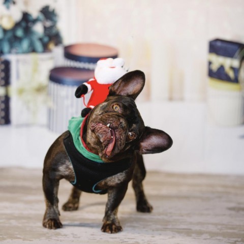 Lovebug, an adoptable French Bulldog in Pacific Grove, CA, 93950 | Photo Image 2