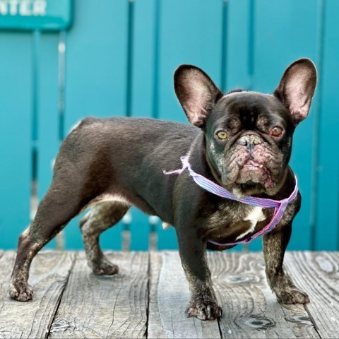 Lovebug, an adoptable French Bulldog in Pacific Grove, CA, 93950 | Photo Image 5