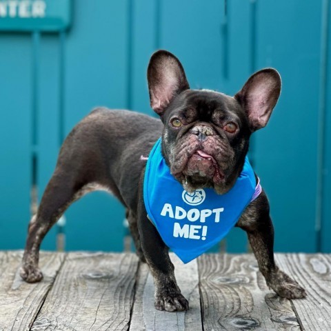 Lovebug, an adoptable French Bulldog in Pacific Grove, CA, 93950 | Photo Image 6