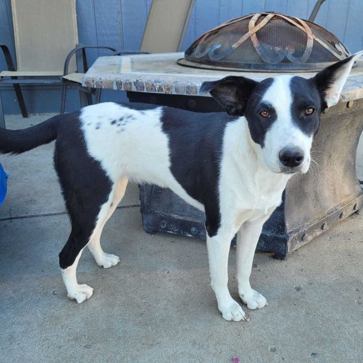 Border Collie Dogs & Puppies for Sale - Montana