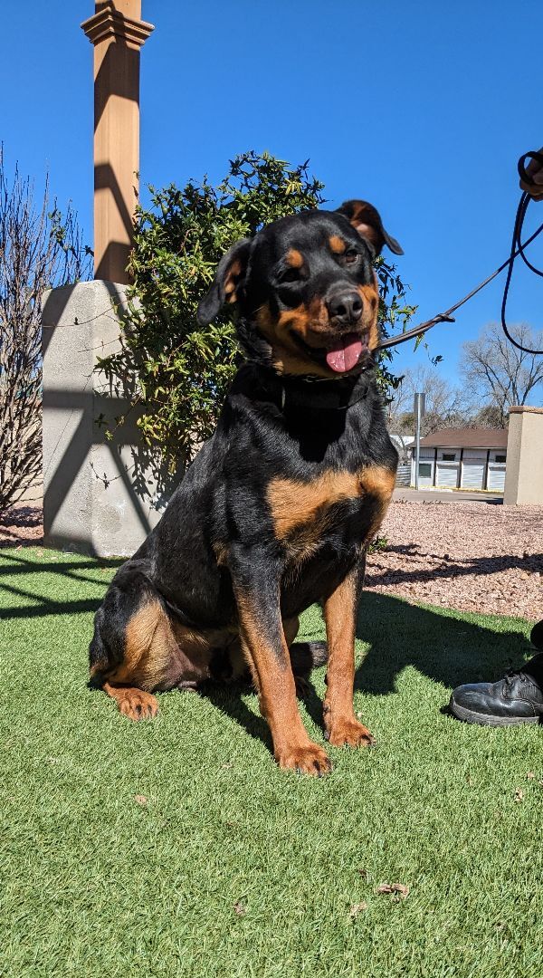 Dozer, an adoptable Rottweiler in Payson, AZ, 85541 | Photo Image 2