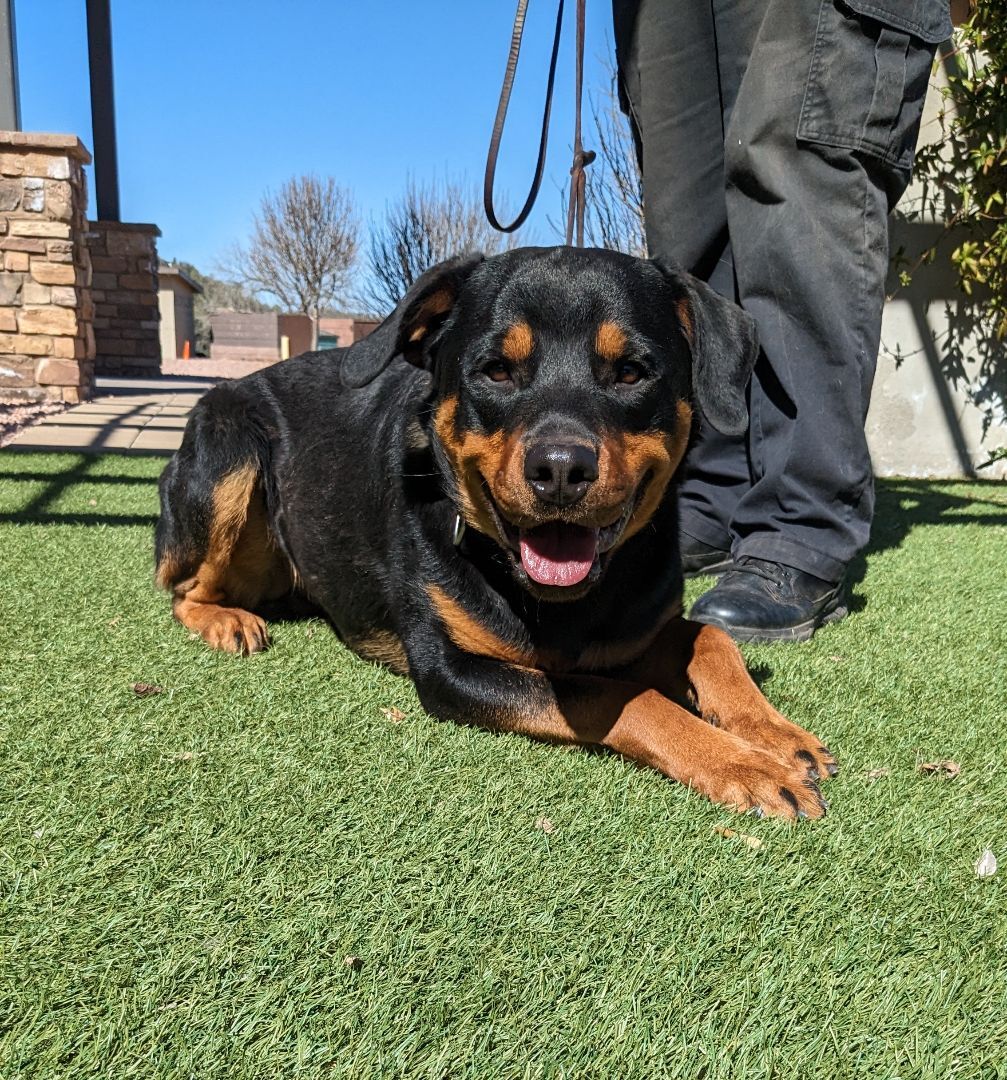 Dozer, an adoptable Rottweiler in Payson, AZ, 85541 | Photo Image 1