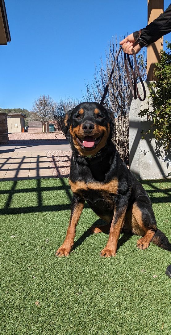 Dozer, an adoptable Rottweiler in Payson, AZ, 85541 | Photo Image 3