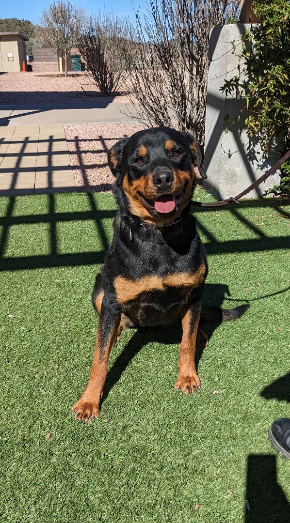 Dozer, an adoptable Rottweiler in Payson, AZ, 85541 | Photo Image 4