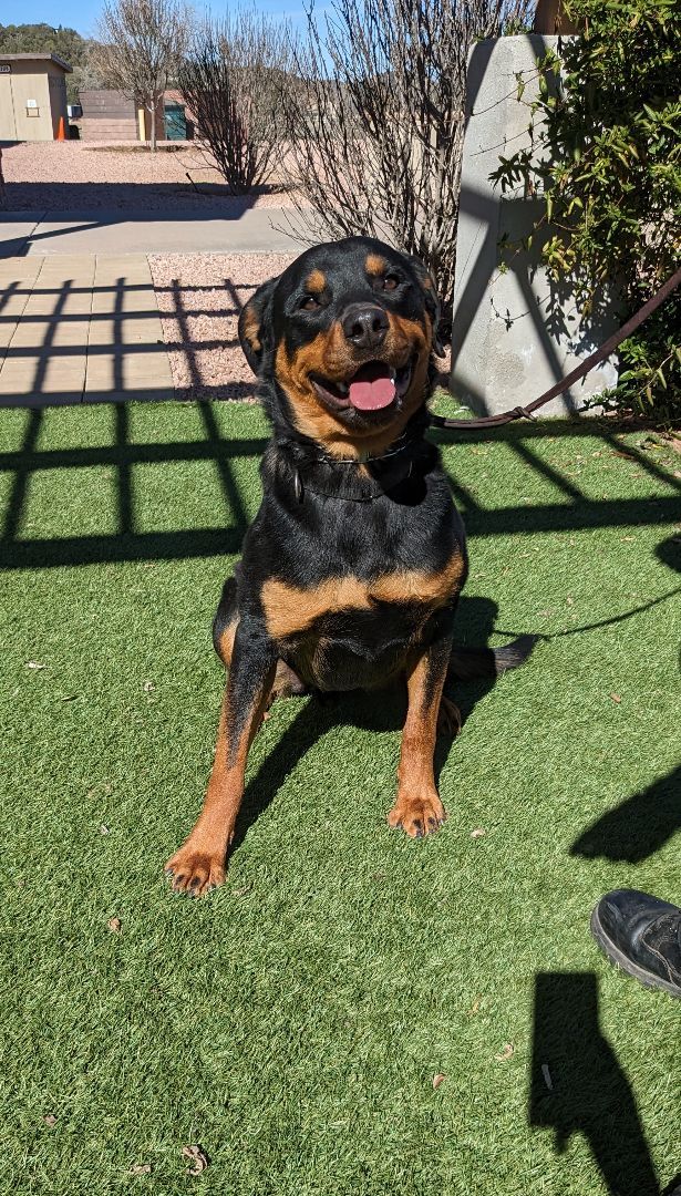 Dozer, an adoptable Rottweiler in Payson, AZ, 85541 | Photo Image 5