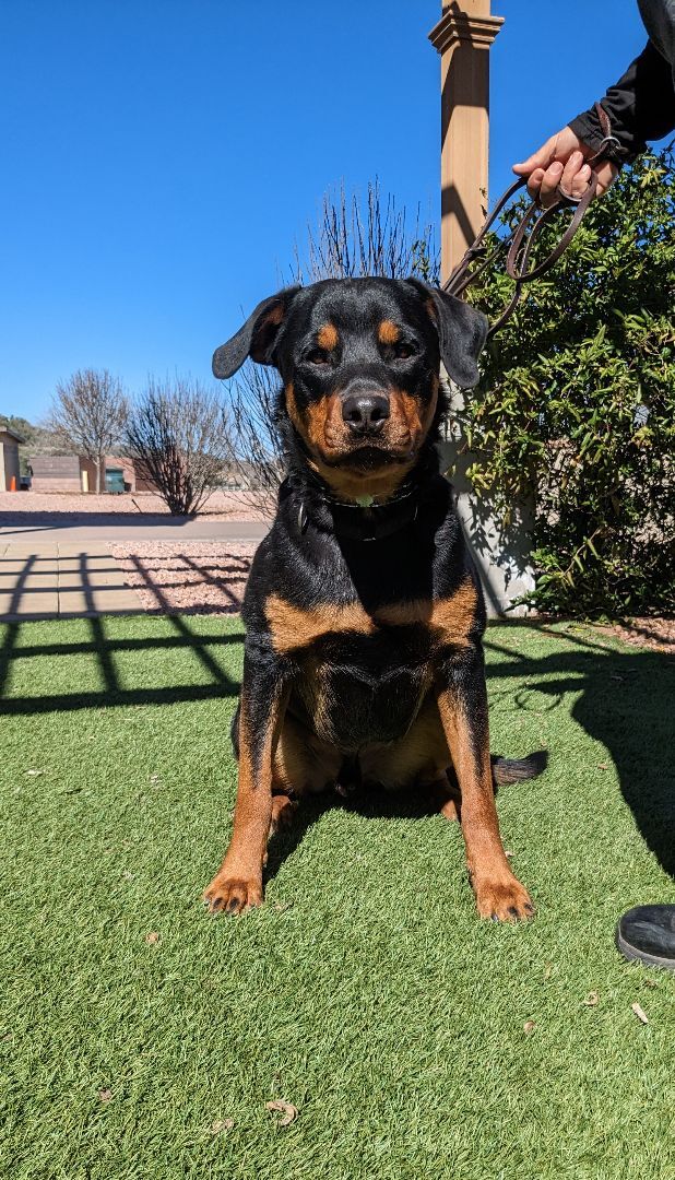 Dozer, an adoptable Rottweiler in Payson, AZ, 85541 | Photo Image 6