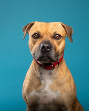 Maximus