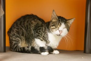 Polly, Adult Female Domestic Short Hair