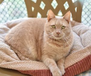 Steven, Senior Male Domestic Short Hair