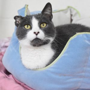 Malora, Adult Female Domestic Short Hair