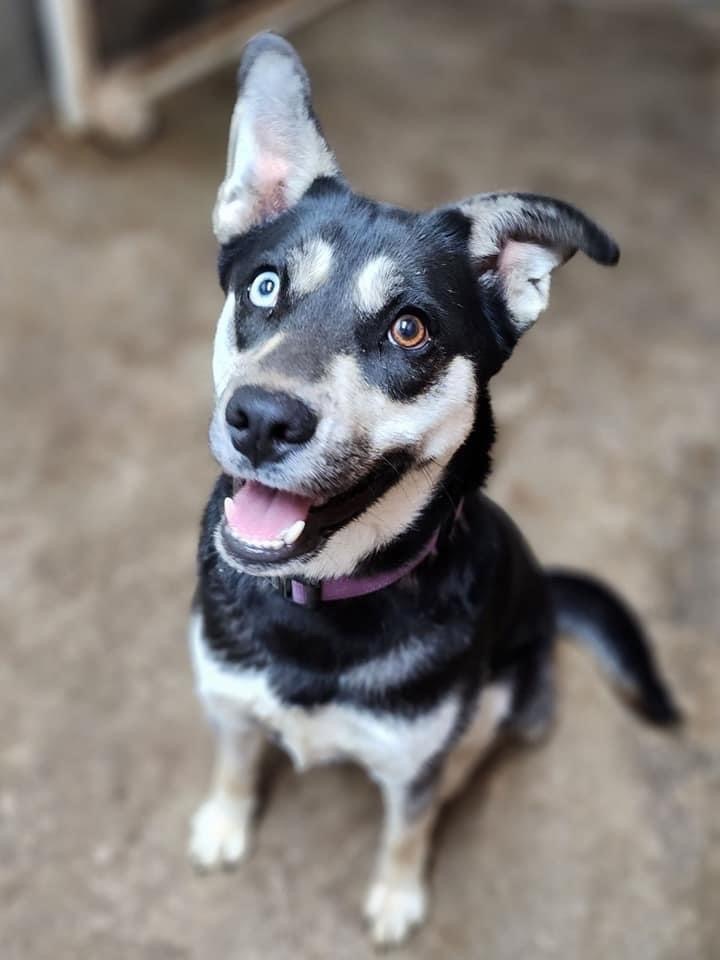 Hattie, an adoptable Husky Mix in Lacon, IL_image-1