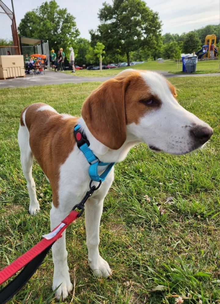 Winston, an adoptable English Coonhound & Hound Mix in Highland, MD_image-6