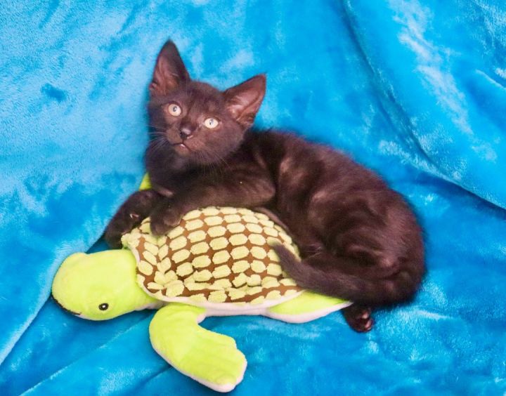 Ben, an adoptable Bombay & Domestic Short Hair Mix in Saint Augustine, FL_image-1