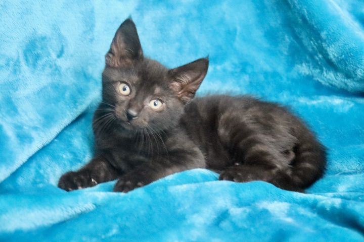 Ben, an adoptable Bombay & Domestic Short Hair Mix in Saint Augustine, FL_image-4