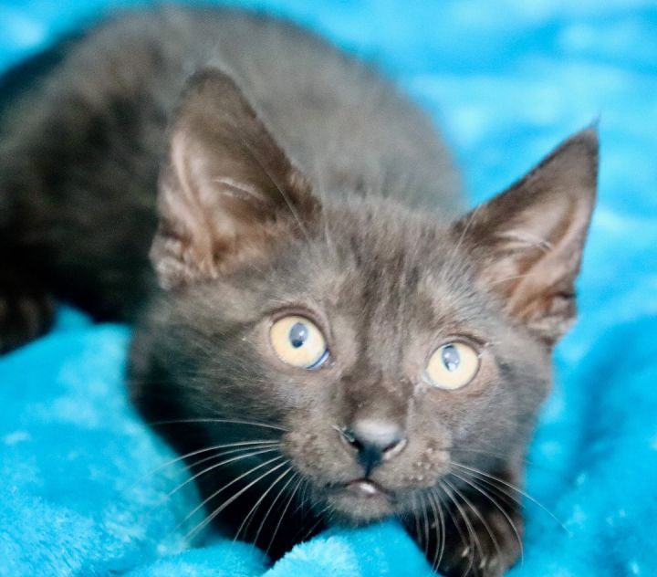 Ben, an adoptable Bombay & Domestic Short Hair Mix in Saint Augustine, FL_image-6