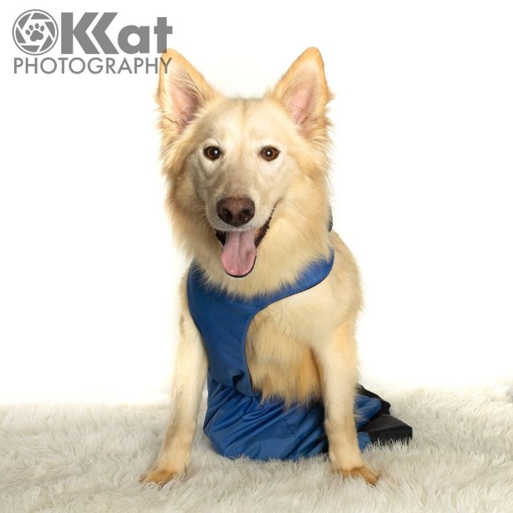 Padmé , an adoptable Siberian Husky & German Shepherd Dog Mix in Norman, OK_image-1