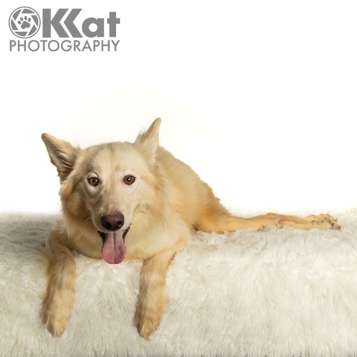 Padmé , an adoptable Siberian Husky & German Shepherd Dog Mix in Norman, OK_image-5