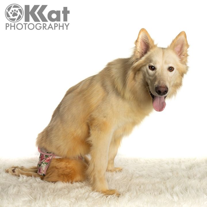 Padmé , an adoptable Siberian Husky & German Shepherd Dog Mix in Norman, OK_image-6