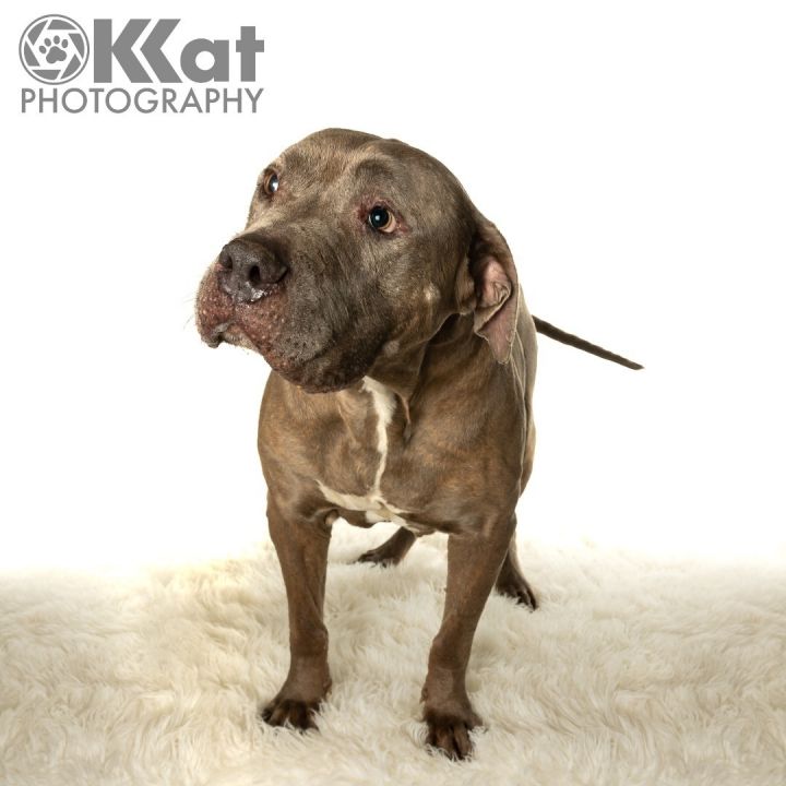 Galahad, an adoptable American Staffordshire Terrier Mix in Norman, OK_image-3