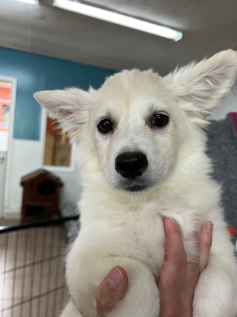 Ariel, an adoptable American Eskimo Dog in Hastings, NE, 68901 | Photo Image 1