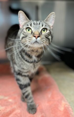Leon, Adult Male Domestic Short Hair