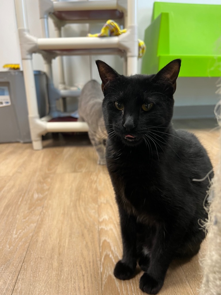 Soy Sauce, an adoptable Domestic Short Hair in Corpus Christi, TX, 78414 | Photo Image 1