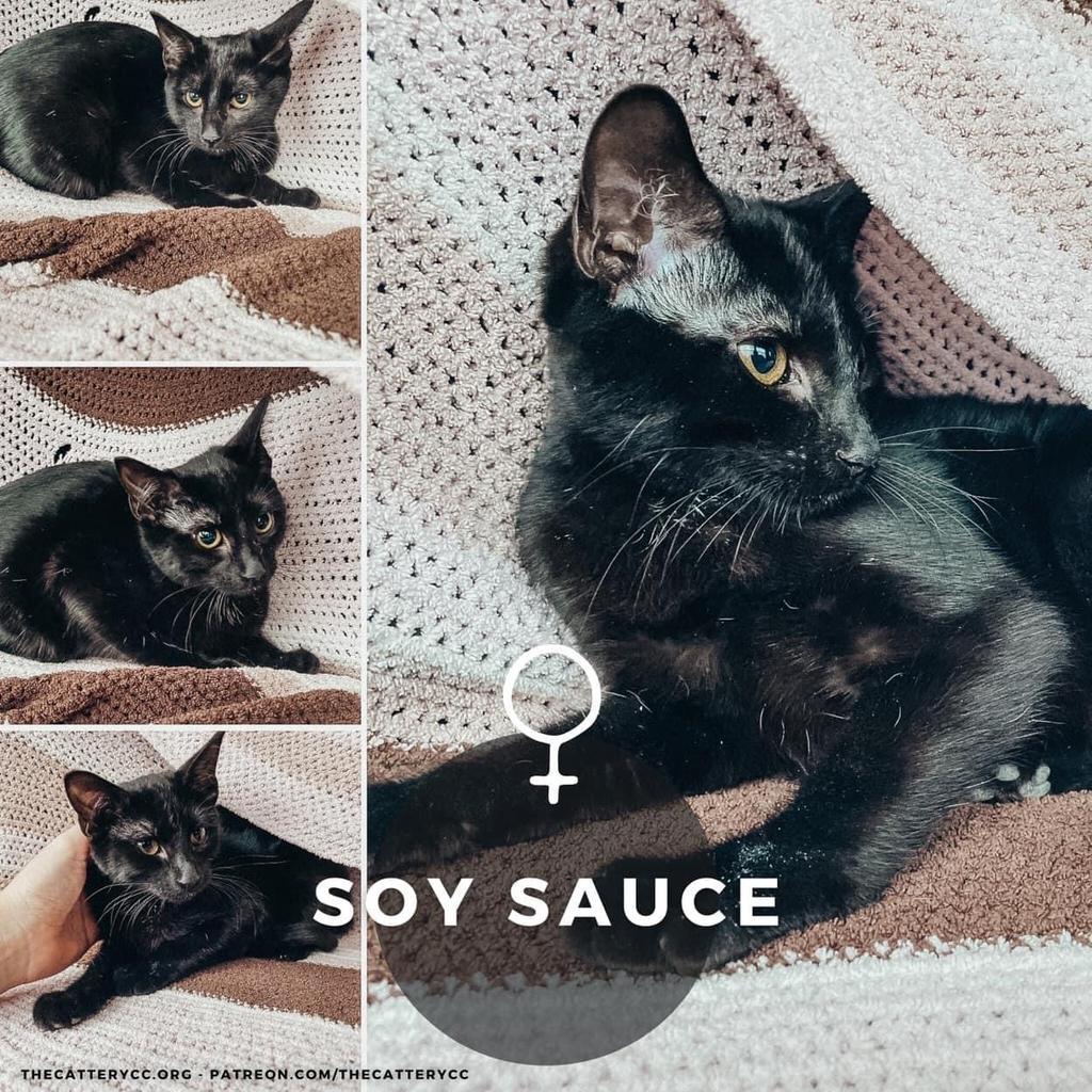Soy Sauce, an adoptable Domestic Short Hair in Corpus Christi, TX, 78414 | Photo Image 2