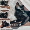 Soy Sauce photo 2