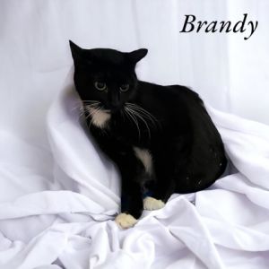 Brandy