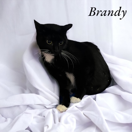 Brandy