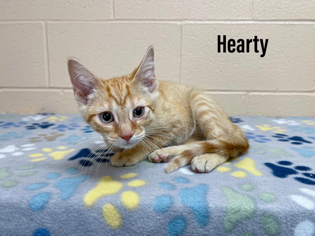 Hearty