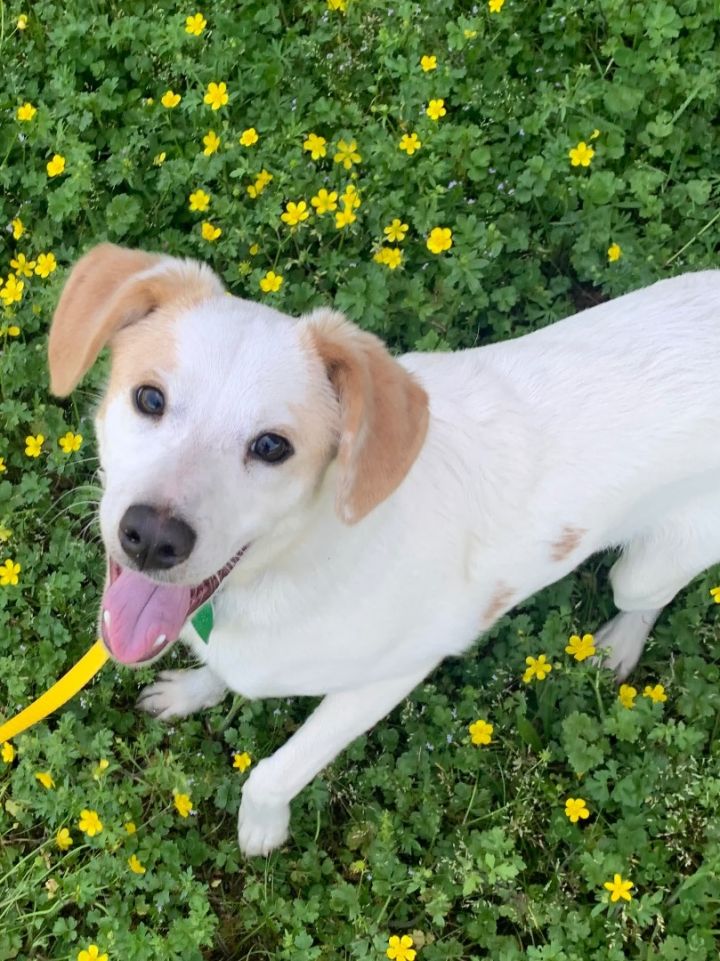 springer spaniel beagle mix