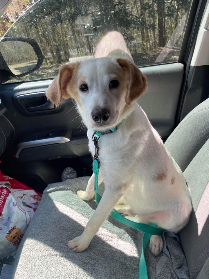 Beagle english springer spaniel hot sale mix