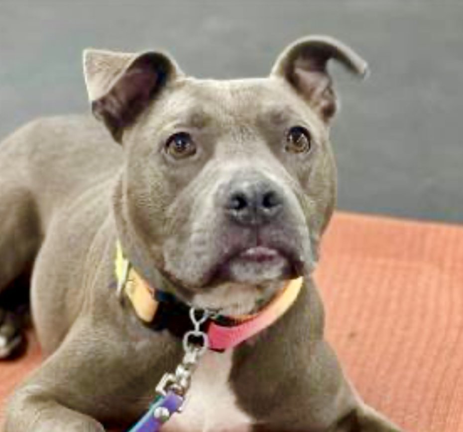 Hailey, an adoptable Pit Bull Terrier in Lockport, NY, 14095 | Photo Image 1