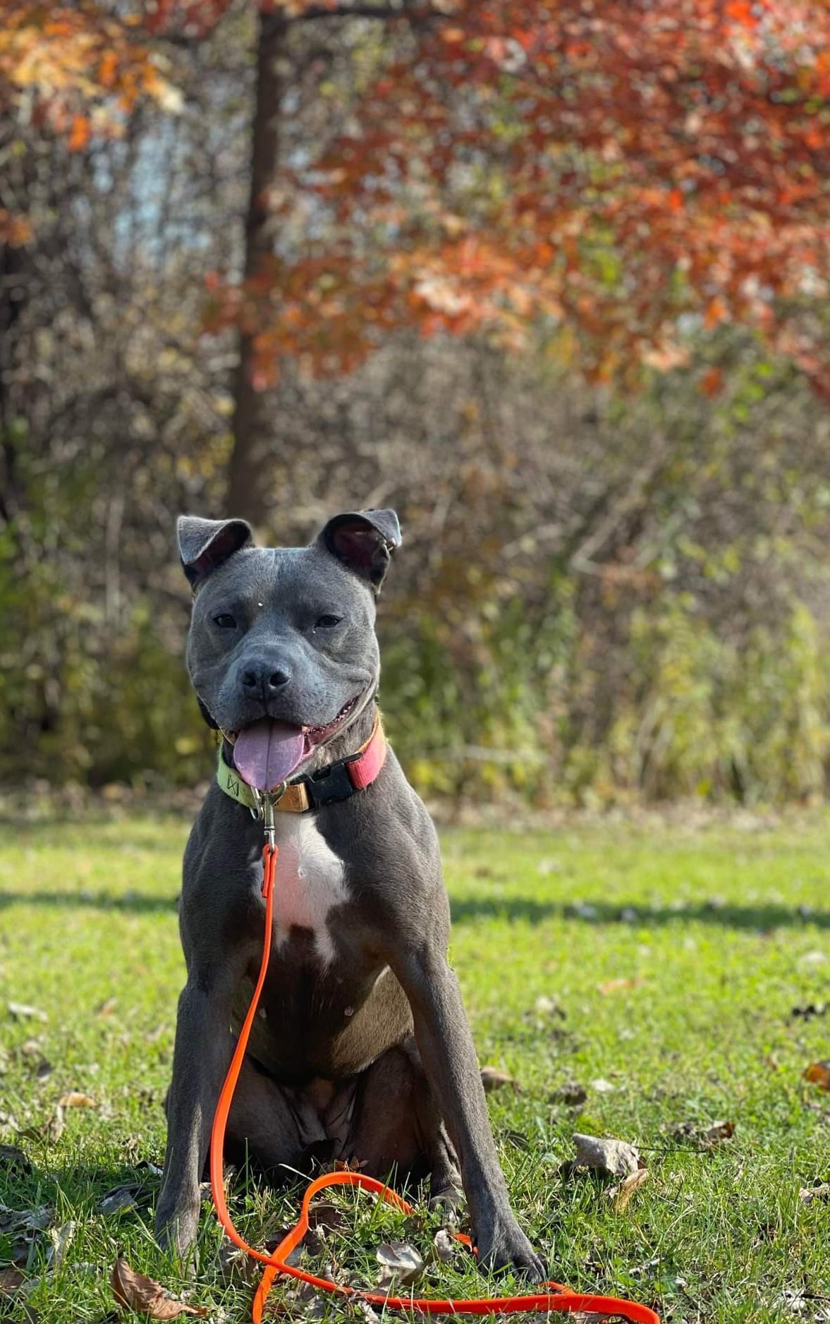 Hailey, an adoptable Pit Bull Terrier in Lockport, NY, 14095 | Photo Image 2