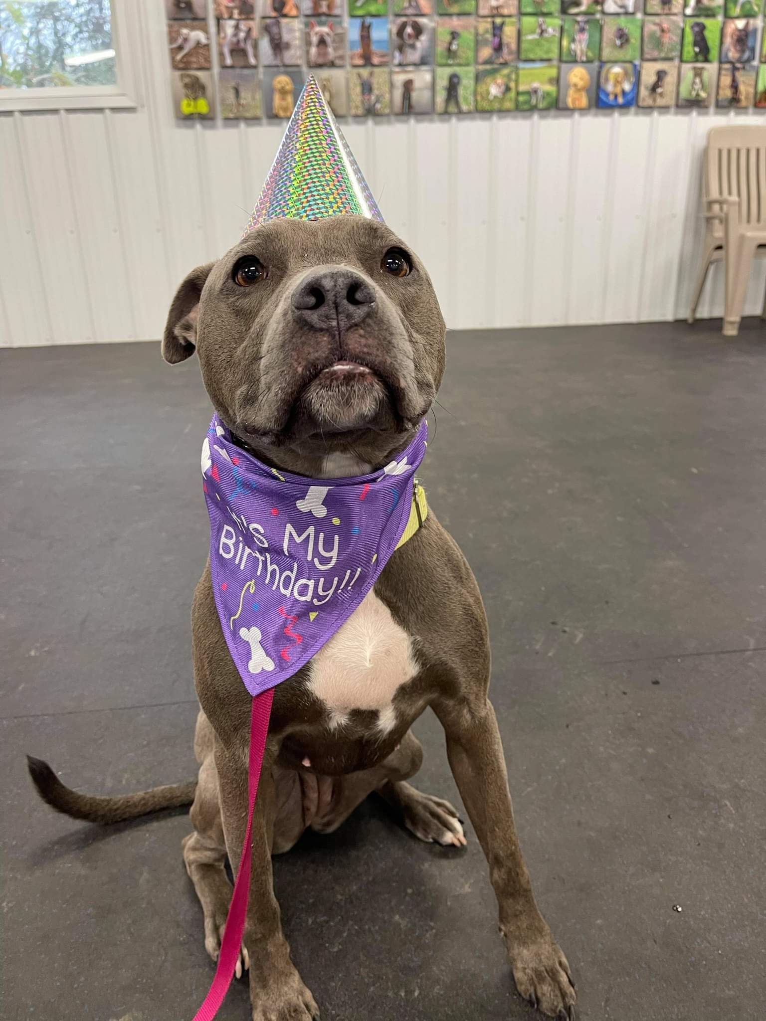 Hailey, an adoptable Pit Bull Terrier in Lockport, NY, 14095 | Photo Image 3