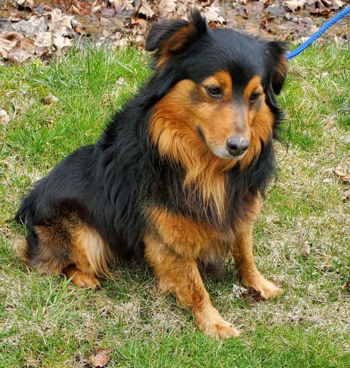 Sheltie store mix puppies