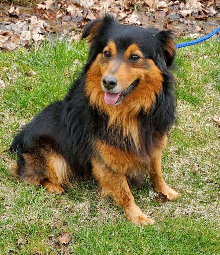 Shetland 2024 sheepdog mix