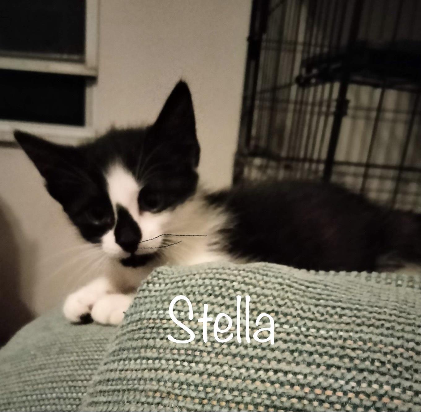 Stella, an adoptable Domestic Short Hair in St. Augustine, FL, 32084 | Photo Image 4