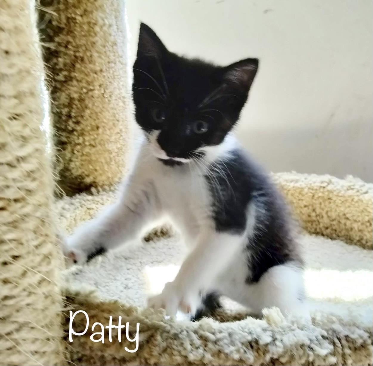 Patty, an adoptable Domestic Short Hair in St. Augustine, FL, 32084 | Photo Image 4