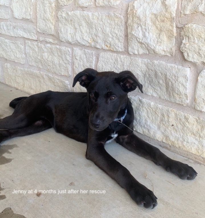 Black dogs of TEXAS crossposting group