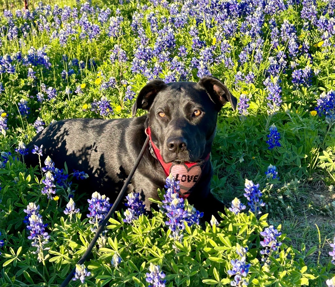 Black dogs of TEXAS crossposting group